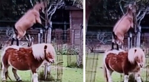 VIDEO KOJI ĆE VAS ODUŠEVITI Koza nije mogla do lišća pa skočila na ponija…