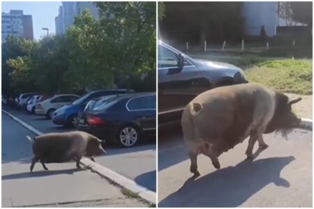 URENEBESAN VIDEO Svinja prošetala ulicama Beograda, prolaznik joj dobacivao „mac, mac“
