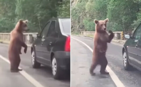 ZBUNIO SE Medvjed zaustavio saobraćaj u Crnoj Gori (VIDEO)