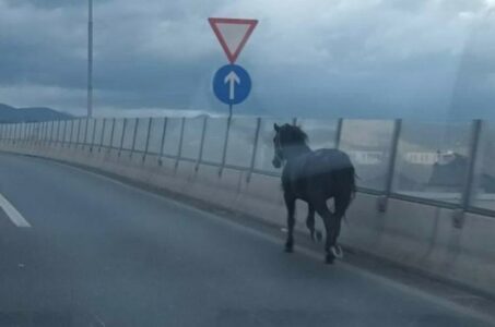 NESVAKIDAŠNJI PRIZOR Konj galopirao brzom cestom u Sarajevu (VIDEO)