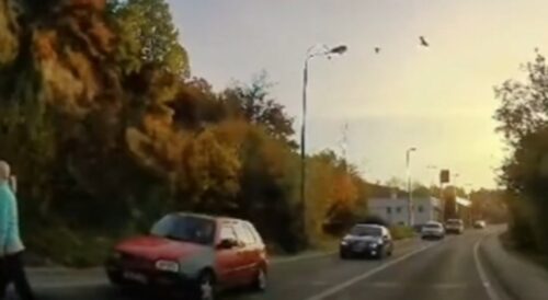 NEOBIČNA SAOBRAĆAJKA U VOGOŠĆI Divlja svinja istrčala na cestu i udarila u automobil (VIDEO)