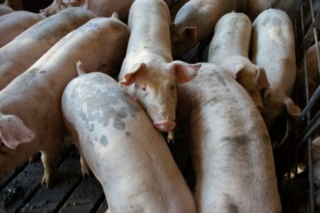 DŽEP GRAĐANA OVO NEĆE MOĆI IZDRŽATI Uzgajivači najavljuju duple cijene svinjetine do kraja godine!