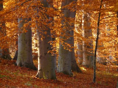 VRIJEDNOST 3.771 KM U Kalinoviku bespravno posječeno 99 stabala bukve