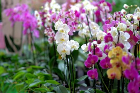 DOVOLJNA JE MALA KOLIČINA Sastojak od kog će orhideje procvjetati kao nikada prije