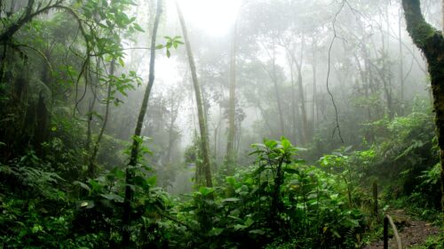 U AMAZONU „IŠČEZLA“ ŠUMA VELIČINE LONDONA Prsti politike upleteni u uništavanje prirode