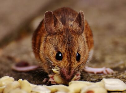 POČINJU KIŠE I HLADNOĆA, GLODARI TRAŽE SKROVIŠE U KUĆAMA Jeftini trik kojim ćete otjerati miševe