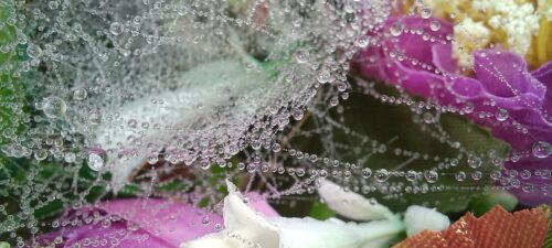 FANTASTIČNI PRIZOR KOJI JE KREIRALA PRIRODA Đerdan od rose na nitima paukove mreže (FOTO)