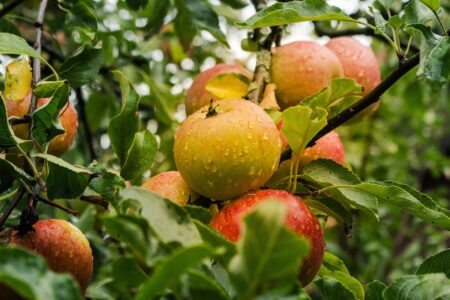 Koje jabuke su zdravije?