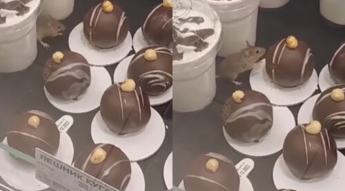 „DŽERI MALO OGLADNIO“ Miš ušetao u izlog beogradske pekare, pa odlučio da gricne kolače (VIDEO)