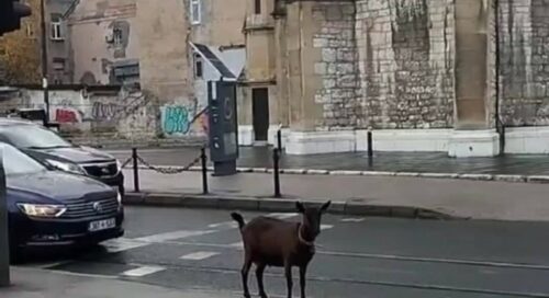 NESVAKIDAŠNJI PRIZOR NA ULICAMA Koza prošetala centrom grada