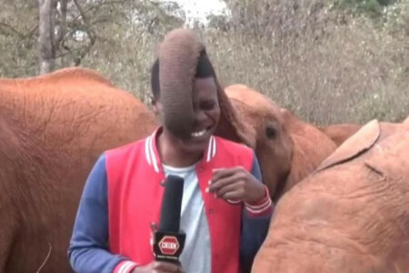 SVI PRISUTNI SE NASMIJALI Slon ometao novinara tokom snimanja priloga u Keniji