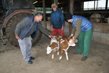 PRAVO ČUDO NA FARMI FADILA FAJKOVIĆA U Dubravama krava otelila tri ženska teleta