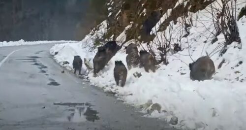 IZAŠLE U ŠETNJU Krdo divljih svinja snimljeno na putu (VIDEO)