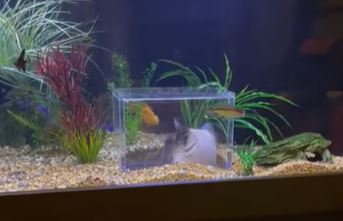 PRIZOR KOJI IZAZIVA OSMIJEH Vlasnica kupila akvarijum sa ribicama, mačka oduševljena (VIDEO)