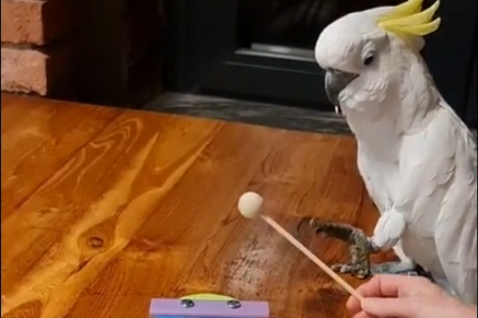 PAPAGAJ KOJI SVIRA Zanimljiva ptica ima i TikTok profil koji broji hiljade pratilaca (VIDEO)