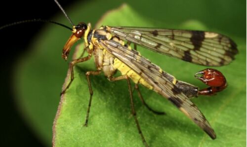NAUČNICI OTKRILI NOVU VRSTU INSEKTA: „Uprkos opasnom nazivu, muhe-škorpije su potpuno bezopasne za ljude“