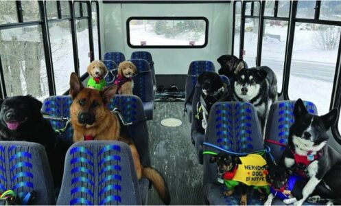 NAJVOLJENIJI PUTNICI: U ovom autobusu voze se samo psi (VIDEO)