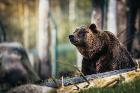 VANREDNO STANJE Na sjeveru Slovačke zbog pojave medvjeda