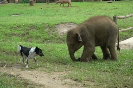 DOGODOVŠTINE IZ ŽIVOTINJSKOG CARSTVA Beba slona pokušala se sprijateljiti sa psom, ali on nije bio oduševljen (VIDEO)