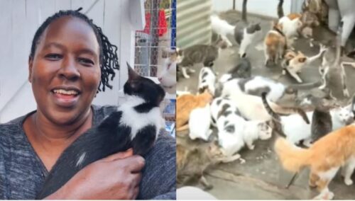 NEVJEROVATNO! Žena u Keniji živi u kući sa više od 500 mačaka (VIDEO)