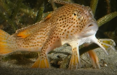 „HODA NA RUKAMA“ Rijetka vrsta ribe viđena nakon više od dvije decenije (VIDEO)