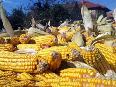 Zabranjen uvoz nekvalitetnog sjemenskog kukuruza iz Hrvatske