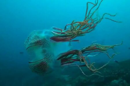Snimljena vjerovatno jedna od najrjeđih i najotrovnijih meduza (VIDEO)
