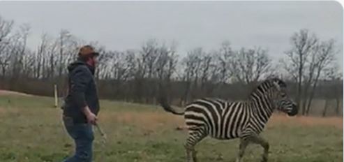 Policajci usmrtili zebru nakon što je vlasnika ugrizla za ruku, tvrde da ih je proganjala (VIDEO)
