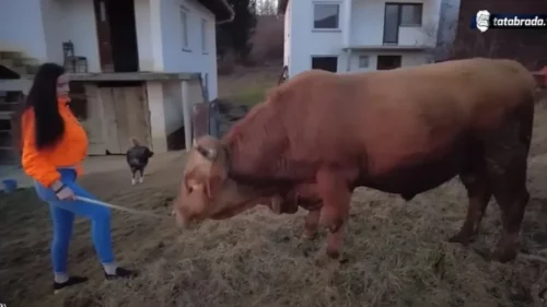 Gaji bikove i ide na koridu: Emina ima 16 godina, trenira životinje teže od jedne tone i vozi traktor
