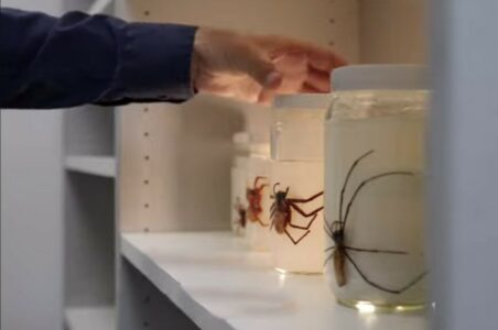 NAZIV DOBIO ZBOG IMPRESIVNE VELIČINE Naučnici otkrili novu vrstu pauka (VIDEO)