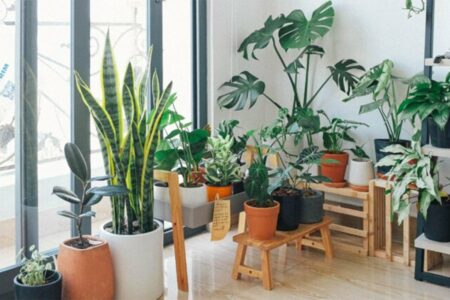 Poželjno je imati u domu, posebno u zimskim danima: Ova biljka prečišćava vazduh i sprečava pojavu vlage u prostoriji