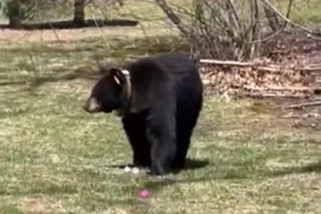 Medvjed u misiji sakupljanja vaskršnjih jaja (VIDEO)