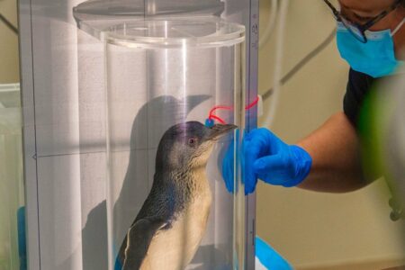Prvi pingvin na svijetu na magnetnoj rezonanci zbog bizarnog razloga
