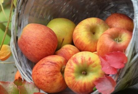 VOĆARI OČAJNI Na domaćim plantažama počela berba, jabuke samo za preradu