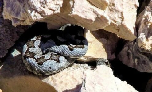 Najotrovnija i najopasnija evropska zmija snimljena i u Hrvatskoj