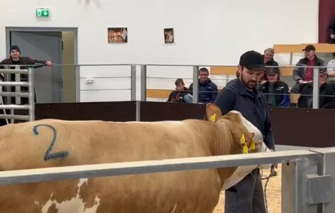Stočar prodao bika za više od 280.000 KM (VIDEO)