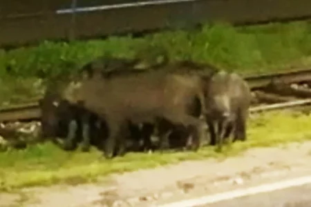 NAROD SE PREPAO Krdo izbezumljenih divljih svinja upalo u selo u BiH (VIDEO)