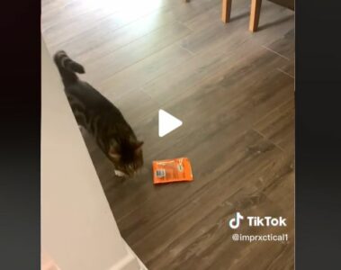 URNEBESNO Reakcija mačke koja je uhvaćena u krađi hrane je neprocjenjiva (VIDEO)
