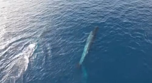 NEVJEROVATAN PRIZOR Dronom snimio desetak kitova (VIDEO)