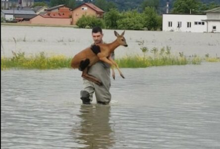 DIRLJIV PRIZOR! Vatrogasac spasio srnu od poplava (FOTO)