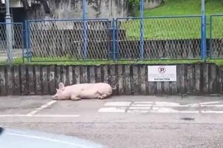 NESVAKIDAŠNJI PRIZOR U MRKONJIĆ GRADU Svinja „parkirana“ ispred policijske stanice (VIDEO)
