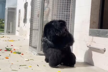 NEVJEROVATAN TRENUTAK Šimpanza koja je cijeli život provela u kavezu prvi put ugledala nebo (VIDEO)