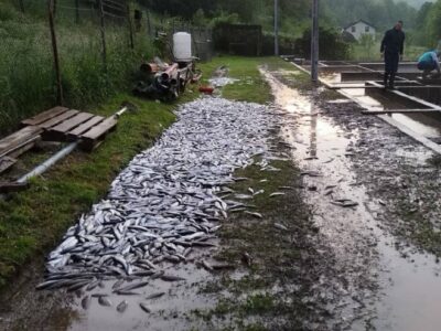 ŠTETA DESETINE HILJADA KM Nevrijeme u Šipovu izazvalo pomor više tona ribe