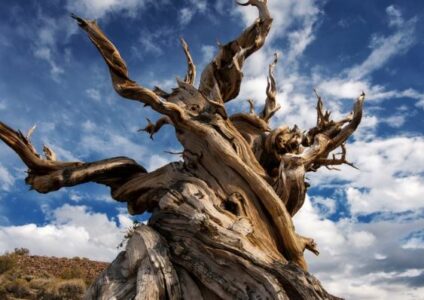 Rastu tamo gdje drugi ne mogu da prežive i zovu ih – metuzalemi: Znate li koliko je staro najstarije drvo na svijetu?