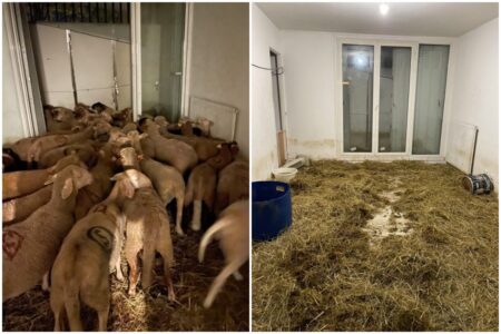 NEVJEROVATNO! U stanu pronađeno 40 ovaca, uhapšena dva muškarca u krvavim majicama