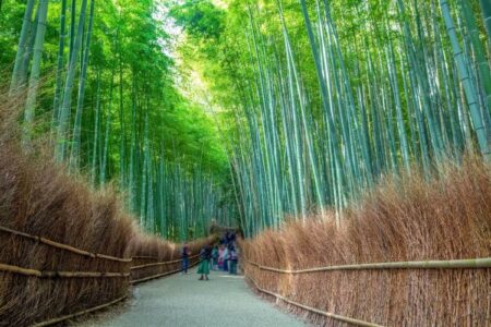 Najbajkovitija bambusova šuma – Sagano: Zvuk koji nastaje ovdje je toliko poseban da je zaštićen zakonom