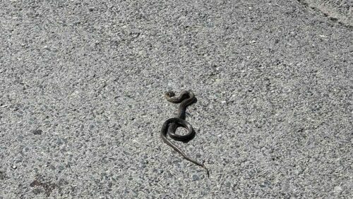 (FOTO) „NE VOLIM IH VIDJETI NI NA SLICI“ Visoke temperature u Banjaluci izmamile zmije iz skrovišta