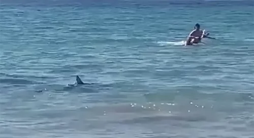 (DRAMATIČAN VIDEO) Ajkula među ljudima, plivači bježali kako su stigli