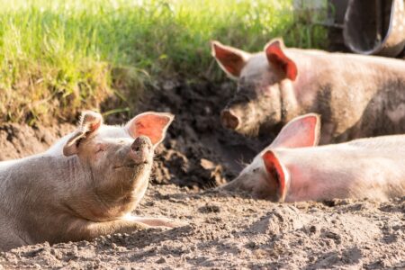 KAZNE I DO 9.000 MARAKA Zbog nelegalnog prometa svinja uslijediće KRIVIČNE PRIJAVE