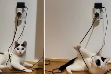 „MEĐEDE, POBIĆE NAS STRUJA“ Svađe mačke Sabije i njenog vlasnika hit na internetu (VIDEO)